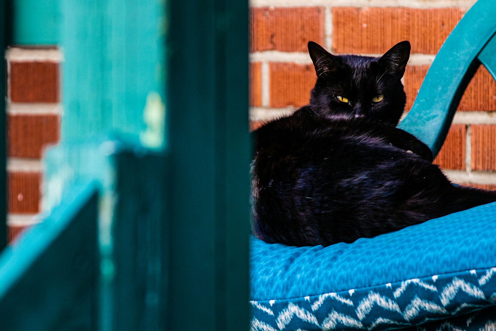 Le chat noir