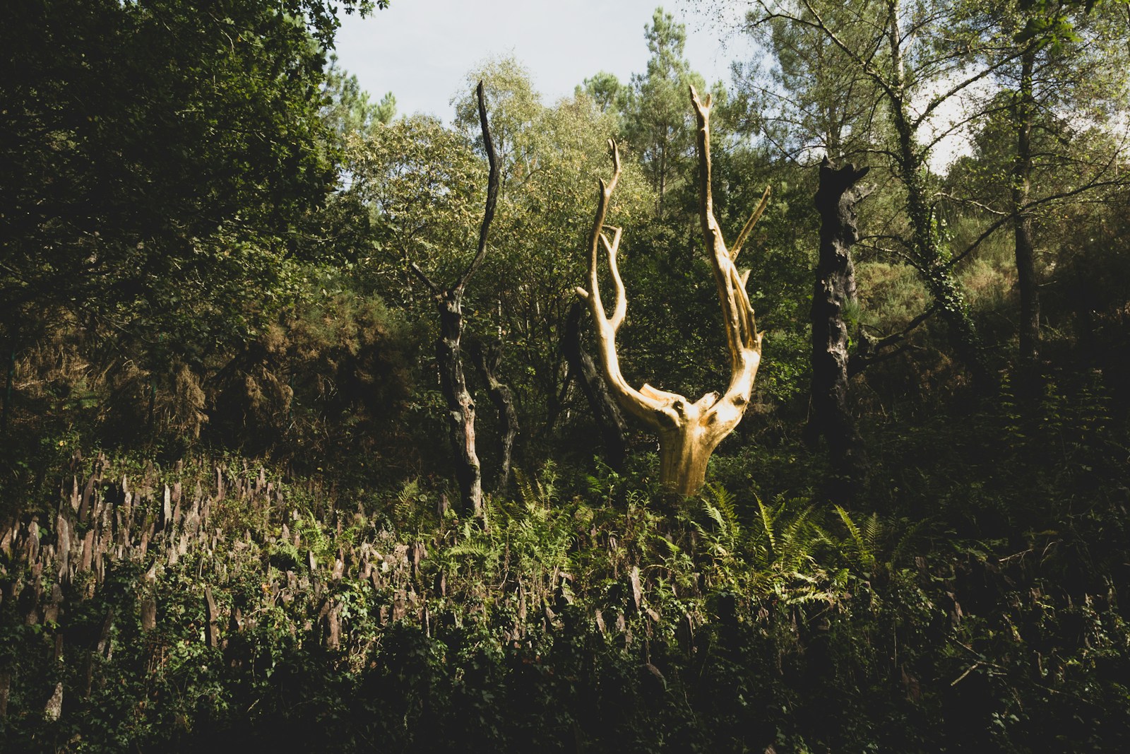 Rituels Ancestraux pour Déjouer les Maléfices de Brocéliande